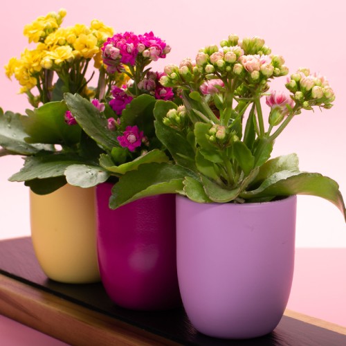 Plantas de invierno con flores para decorar tu casa | Interflora
