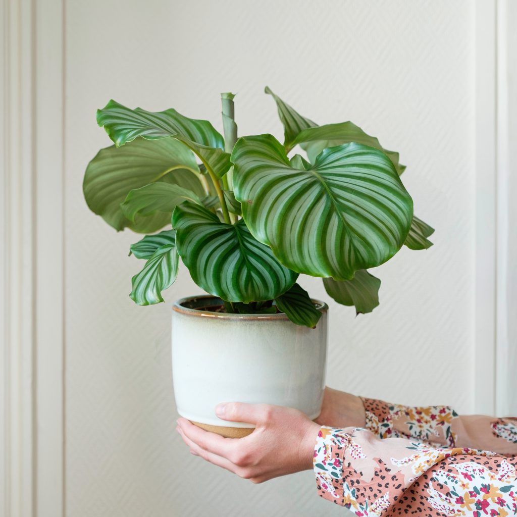 Cuidados de la calathea: consejos y trucos | Interflora