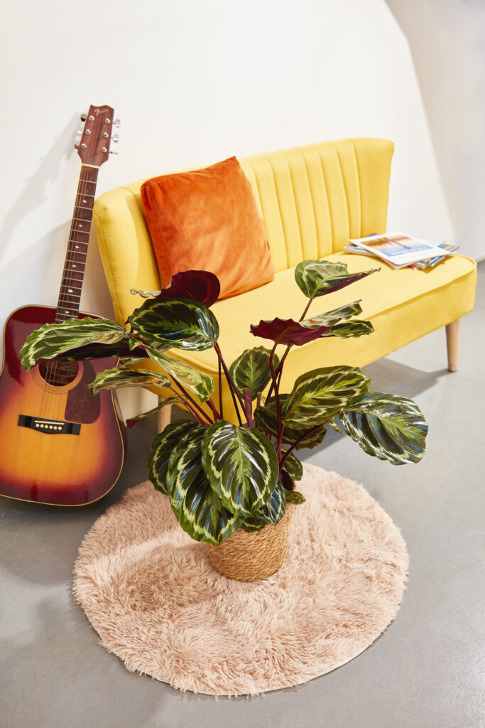 Calathea Plant Care — Simple Tips for Beginners Calathea Medallion