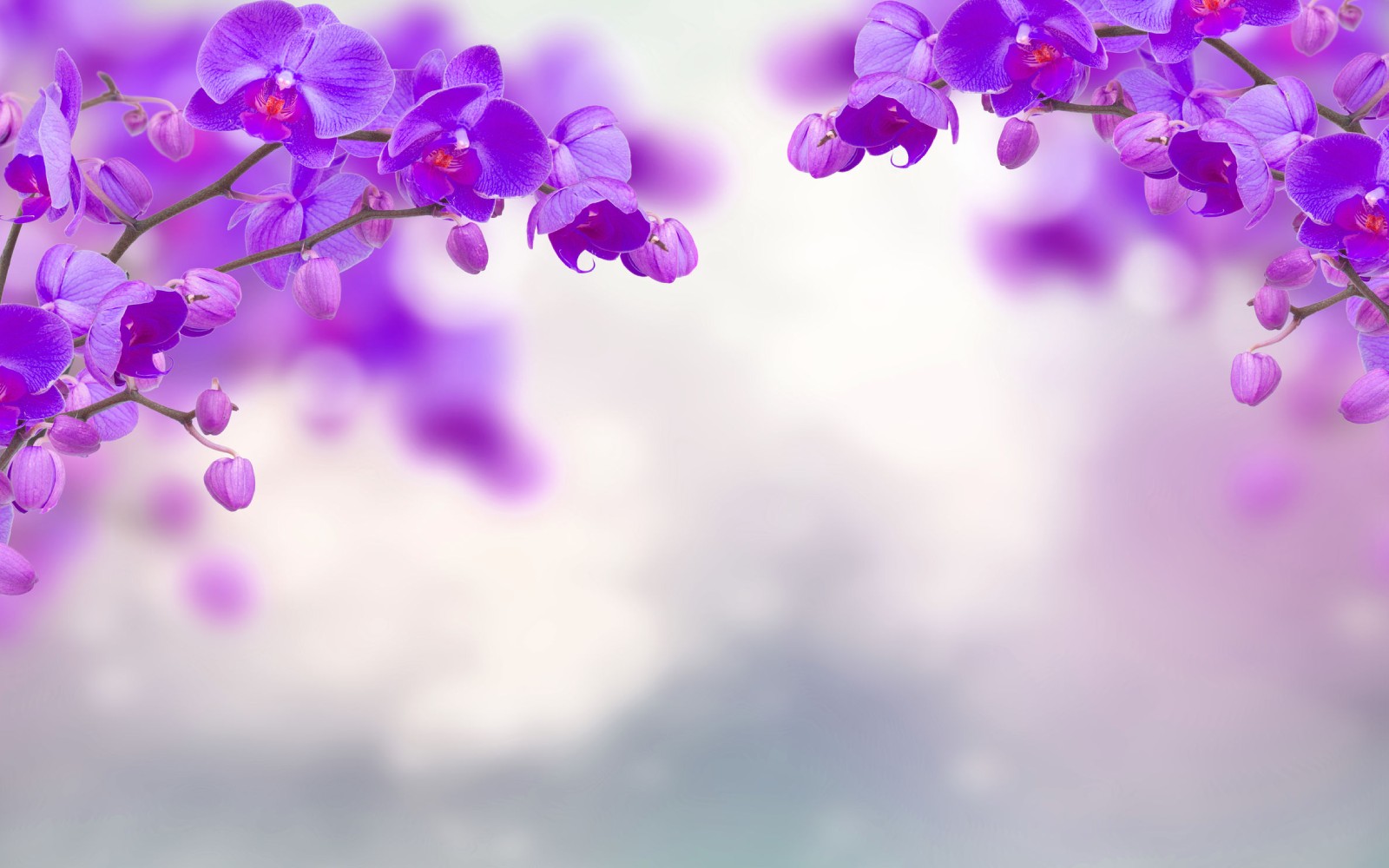 Color morado: ¿por qué es el color del Día de la Mujer?