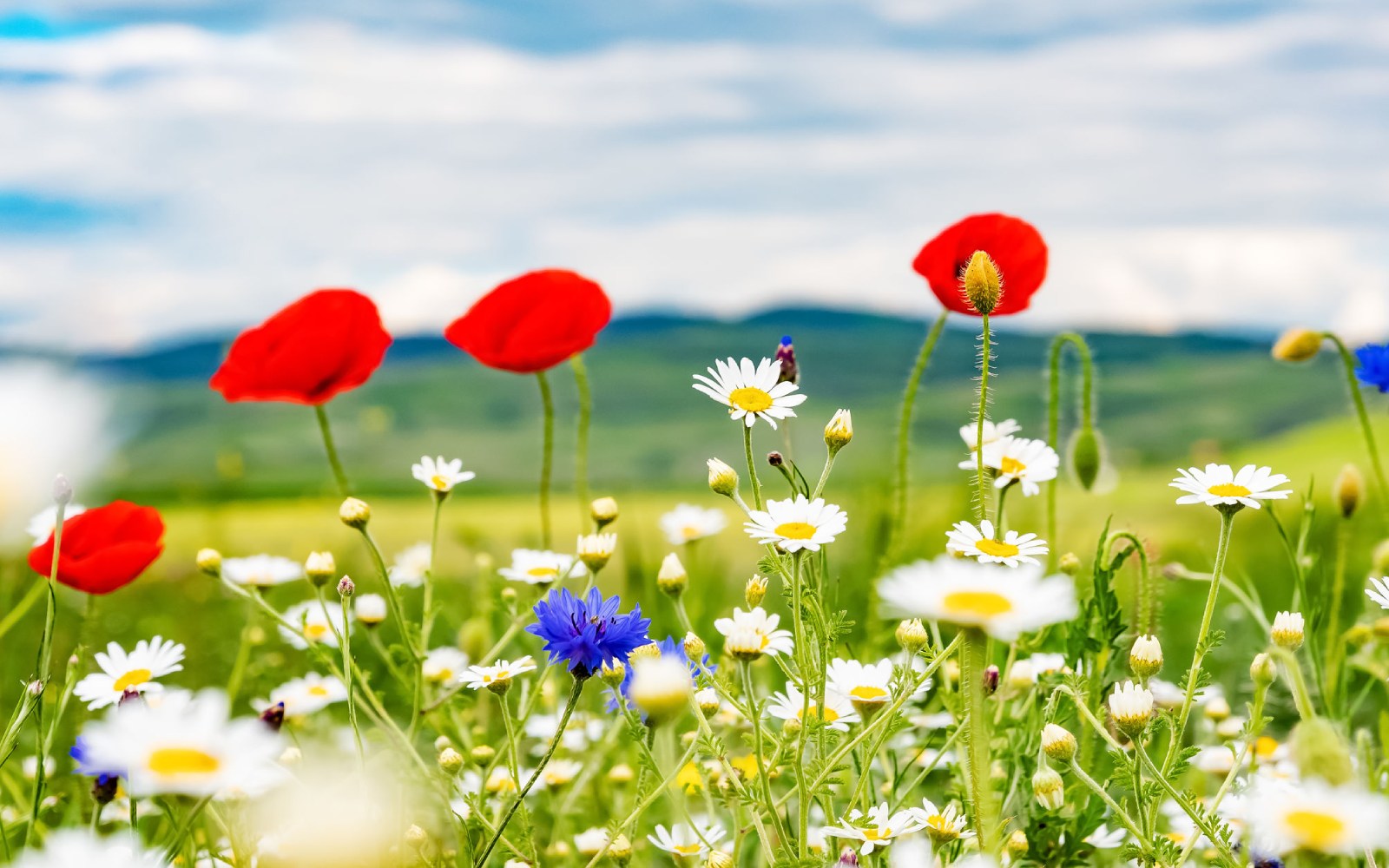 Flores silvestres para dar la bienvenida a la primavera
