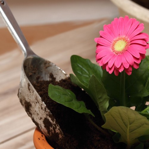 Guía de la gerbera: características y cuidados | Interflora