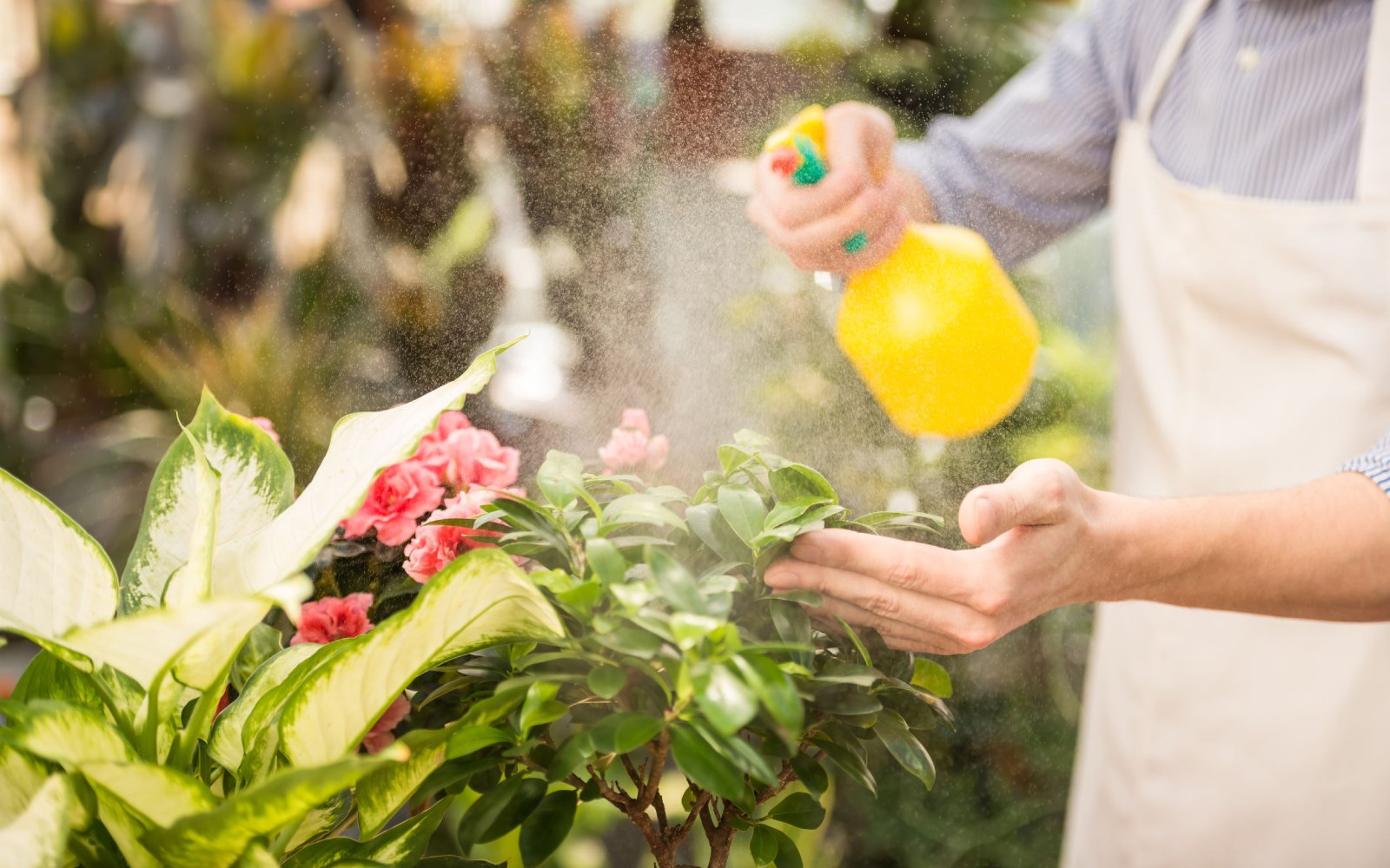 Cómo eliminar plagas en plantas de interior