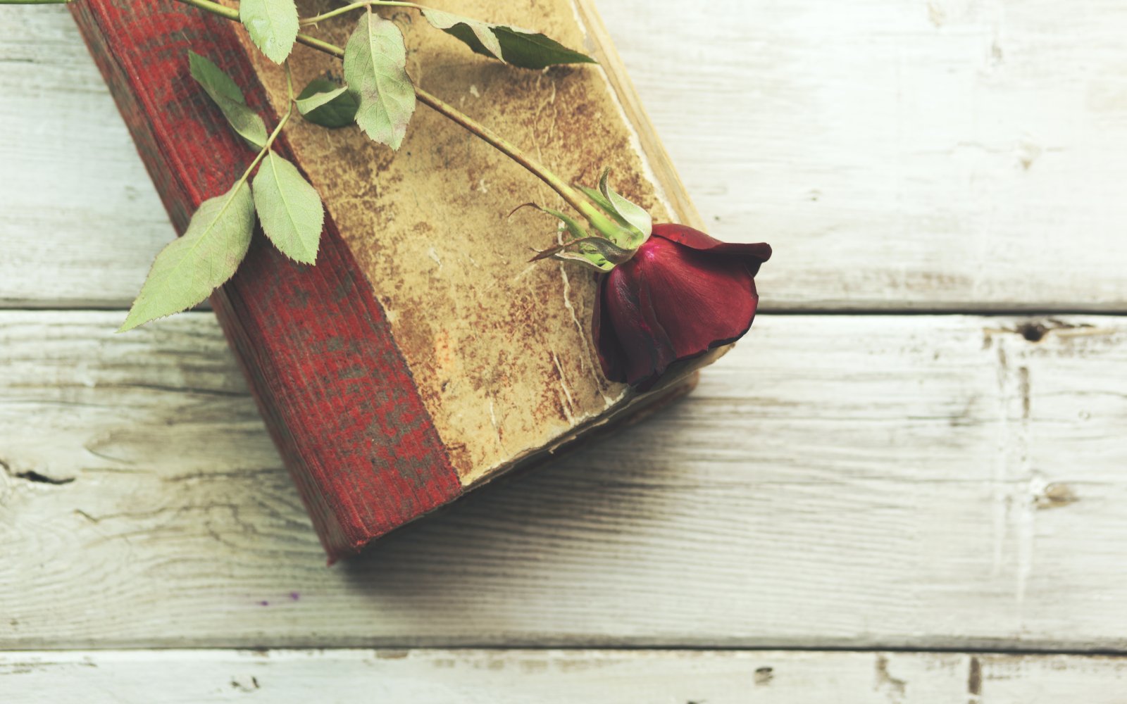 Regala rosas en el Día de Sant Jordi 2022