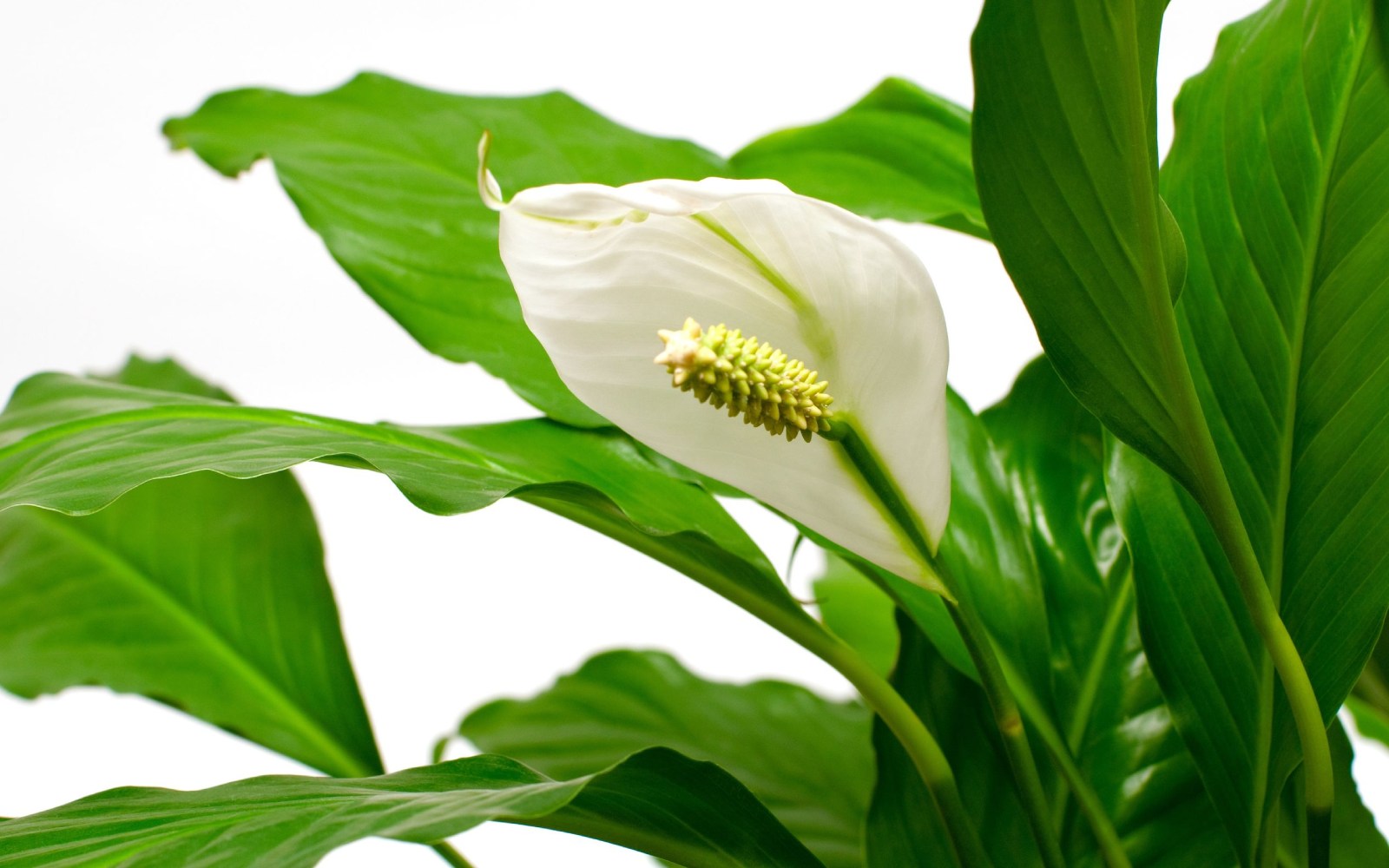 Plantas purificadoras de aire para tu casa