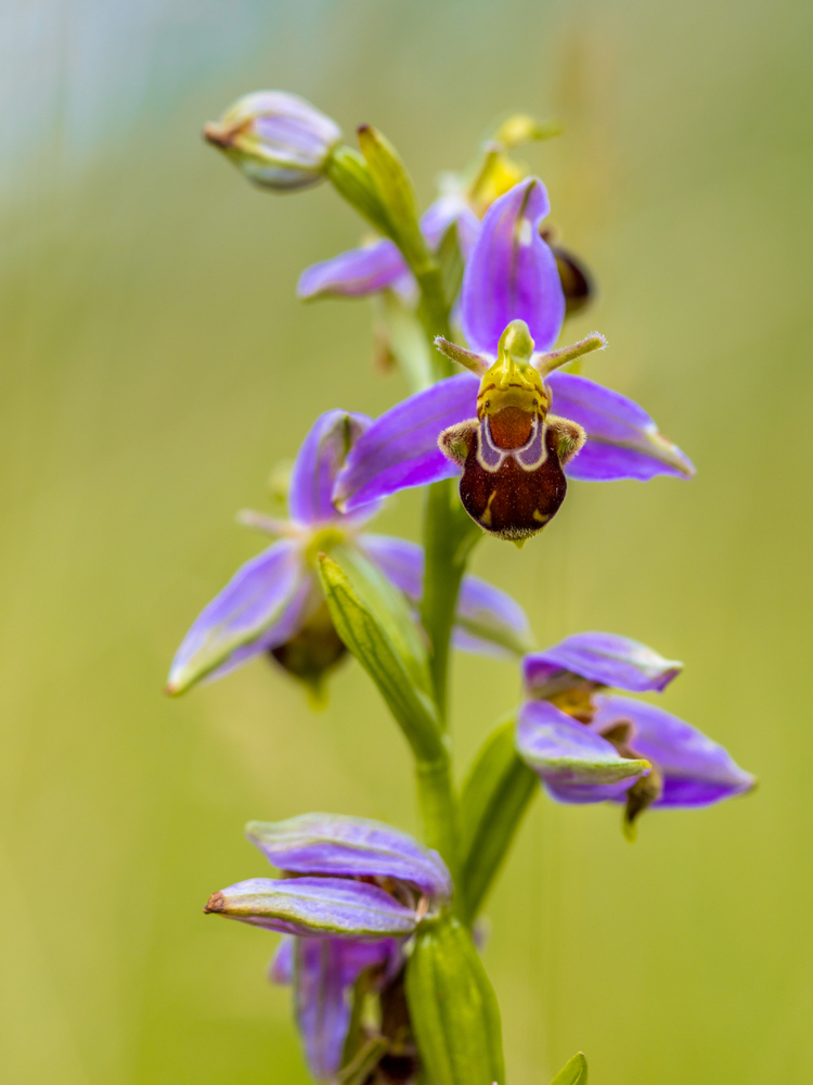 Las orquídeas más raras del mundo | Interflora