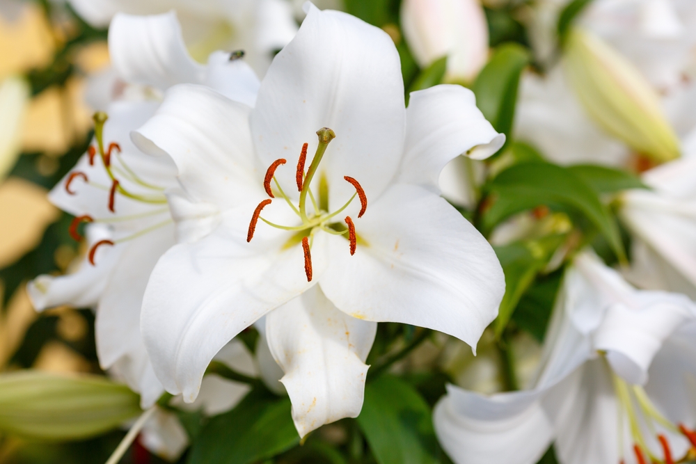 El lirio: historia, significado y tipos de la flor de la realeza |  Interflora