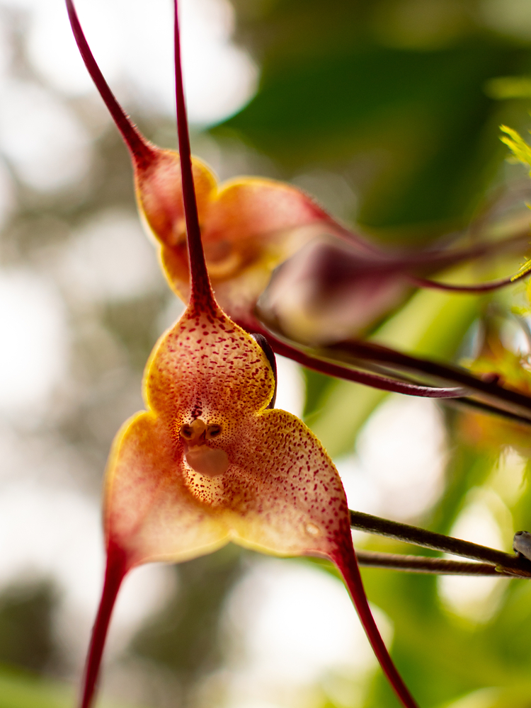 Las orquídeas más raras del mundo | Interflora