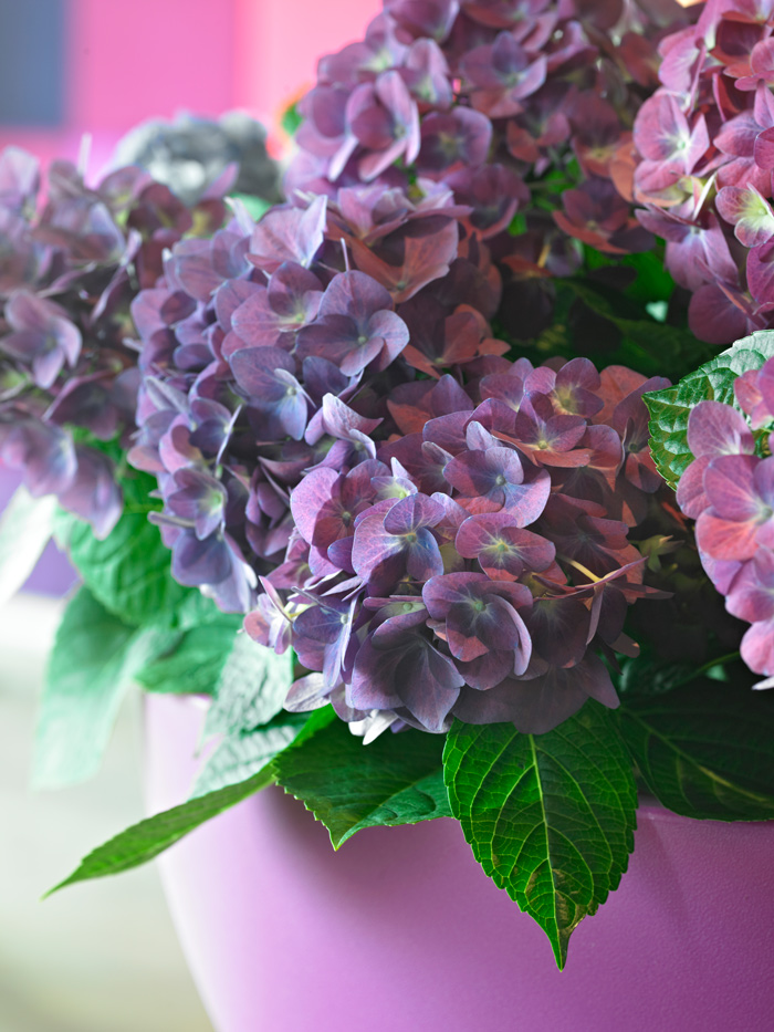 hortensia-en-maceta