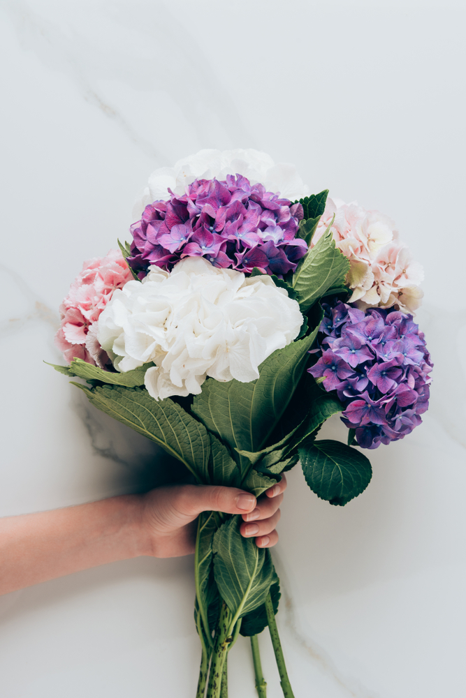 Hortensia: significado y cuidados, flor de la hortensia | Interflora