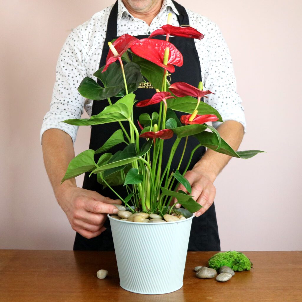 Anthurium con Interflora