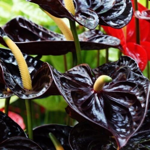 Anthurium negro