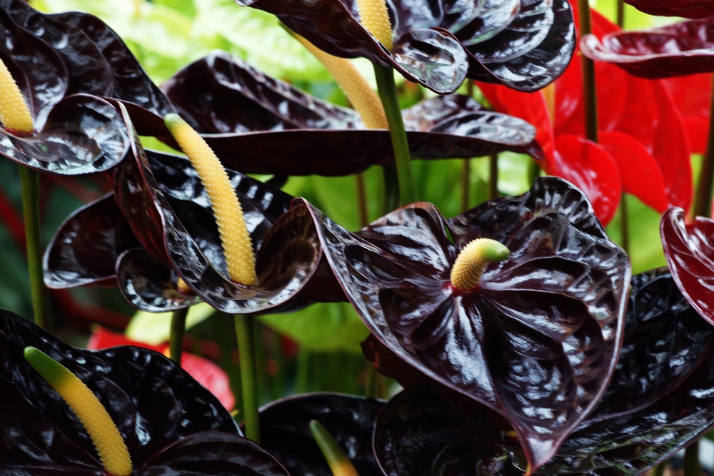 Anthurium negro