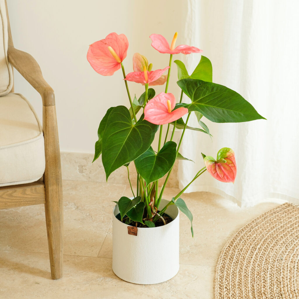 un Anthurium rosa para San Valentin