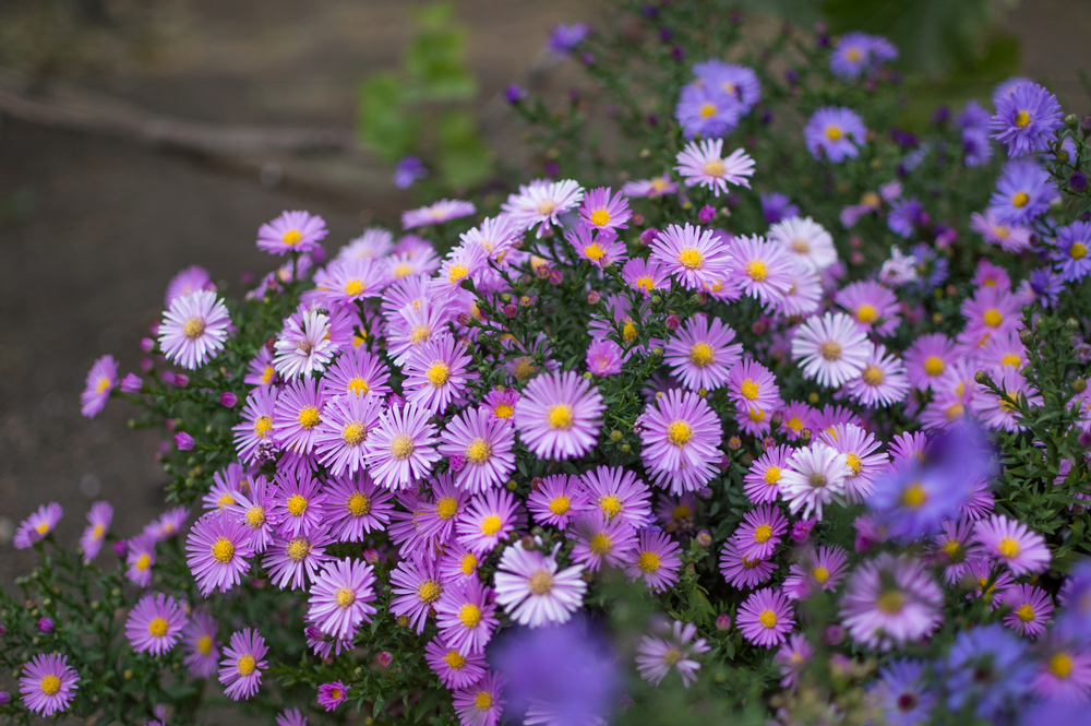 Aster