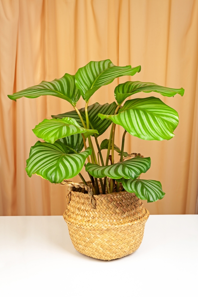 Calathea Orbifolia