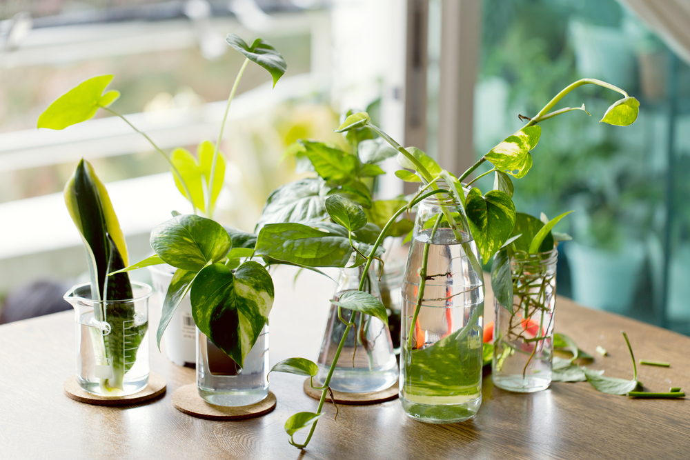 Esquejes de plantas : trucos sencillos para reproducir las plantas de interior