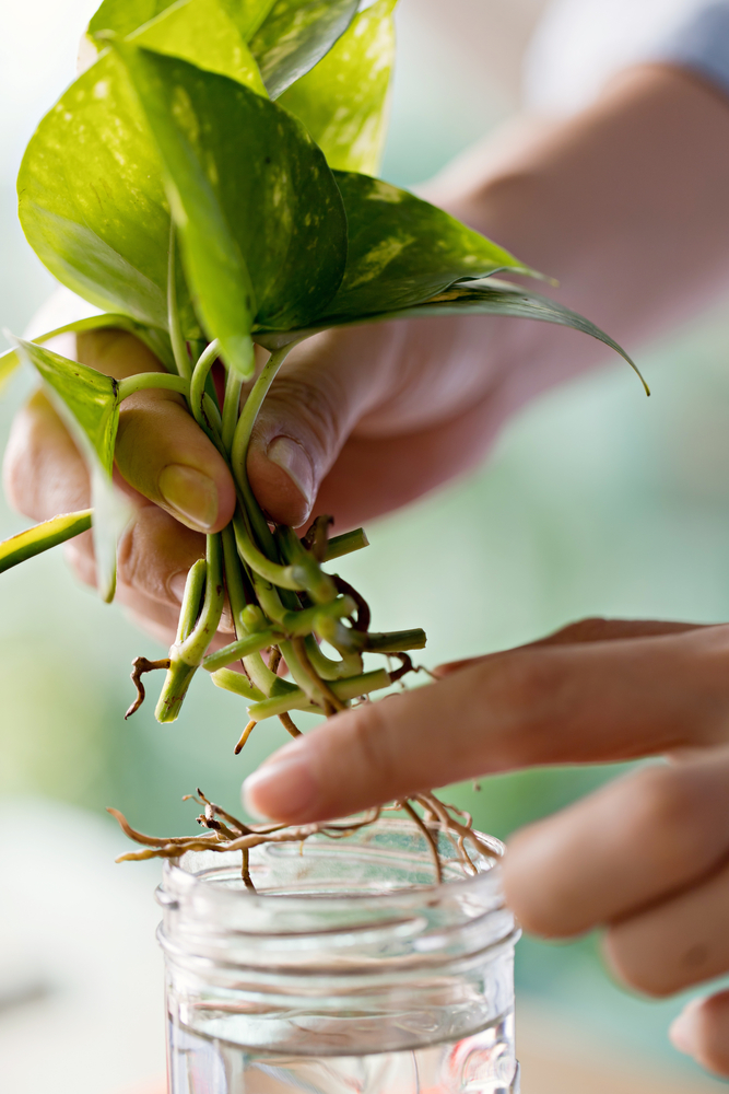 Esquejes de plantas