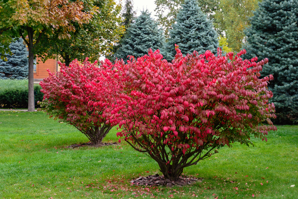 Euonymus