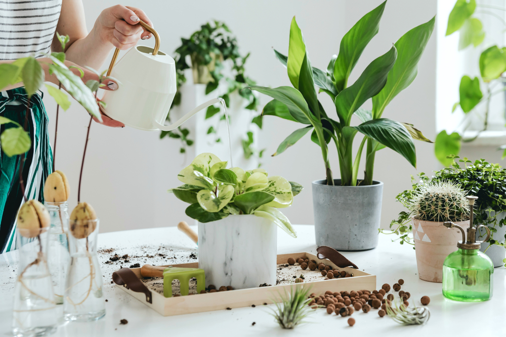 Casa con plantas