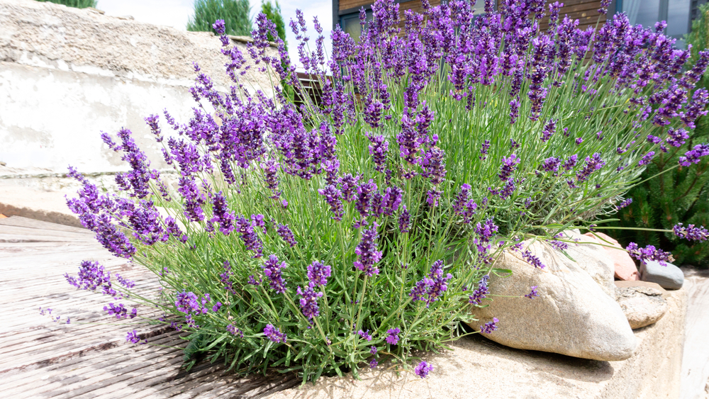 lavanda