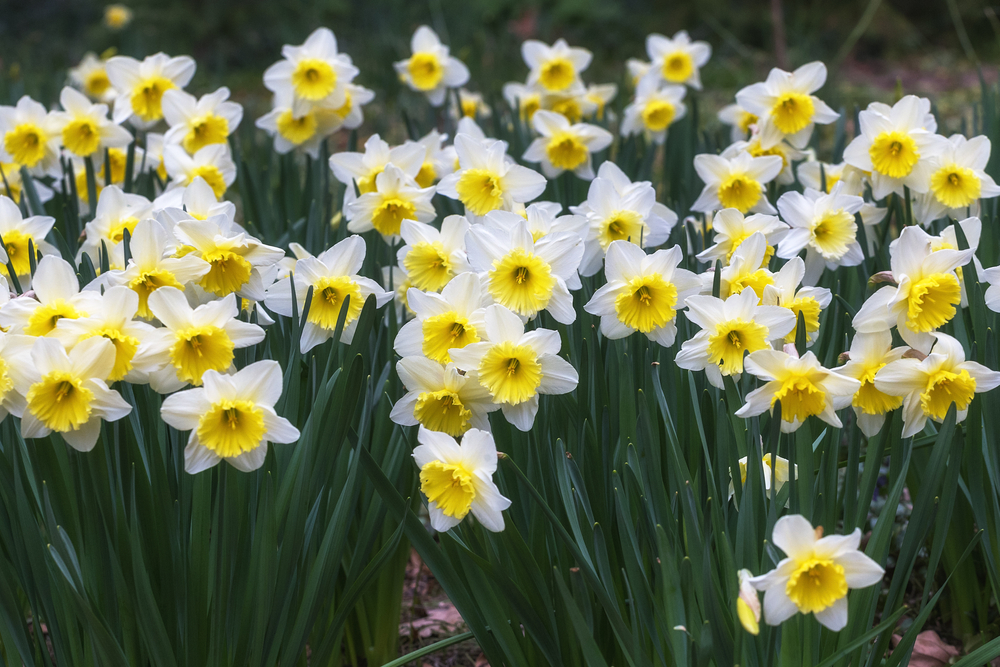 Narcisos