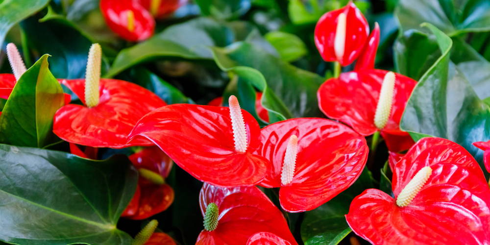 Anthurium flores