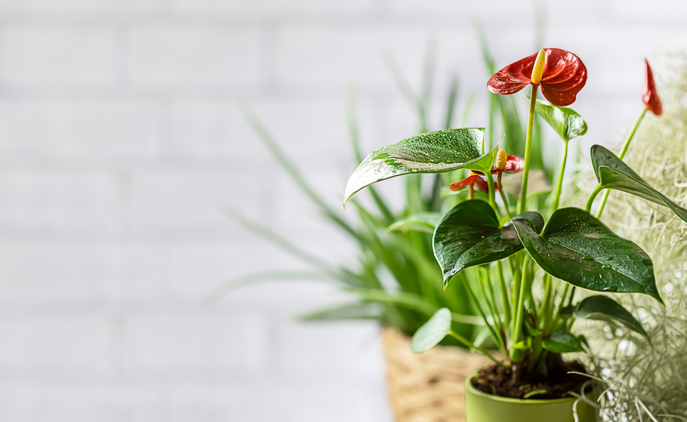 Anthurium, secretos y cuidados de una planta con corazón
