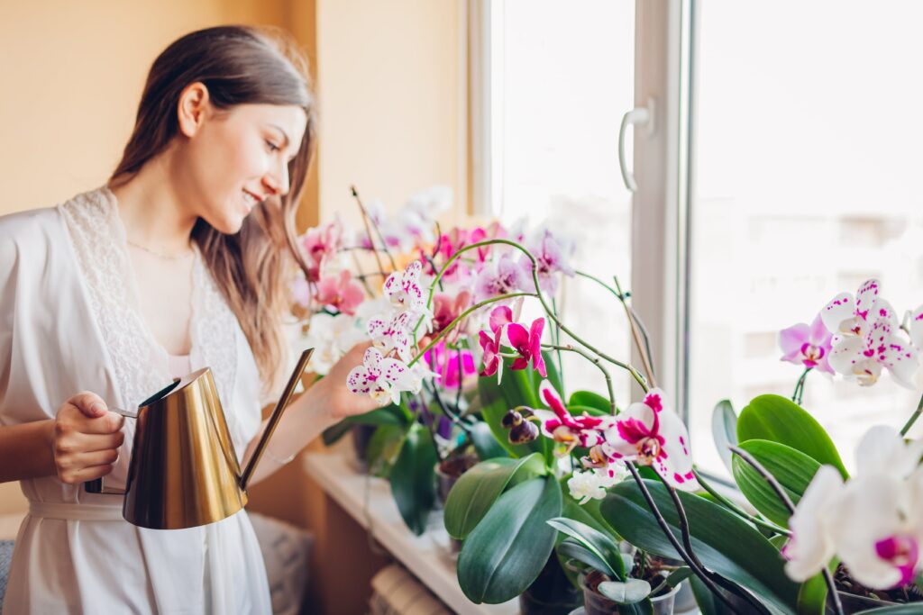 primer ministro a nombre de solapa Descubre por qué tu orquídea pierde sus flores | Interflora