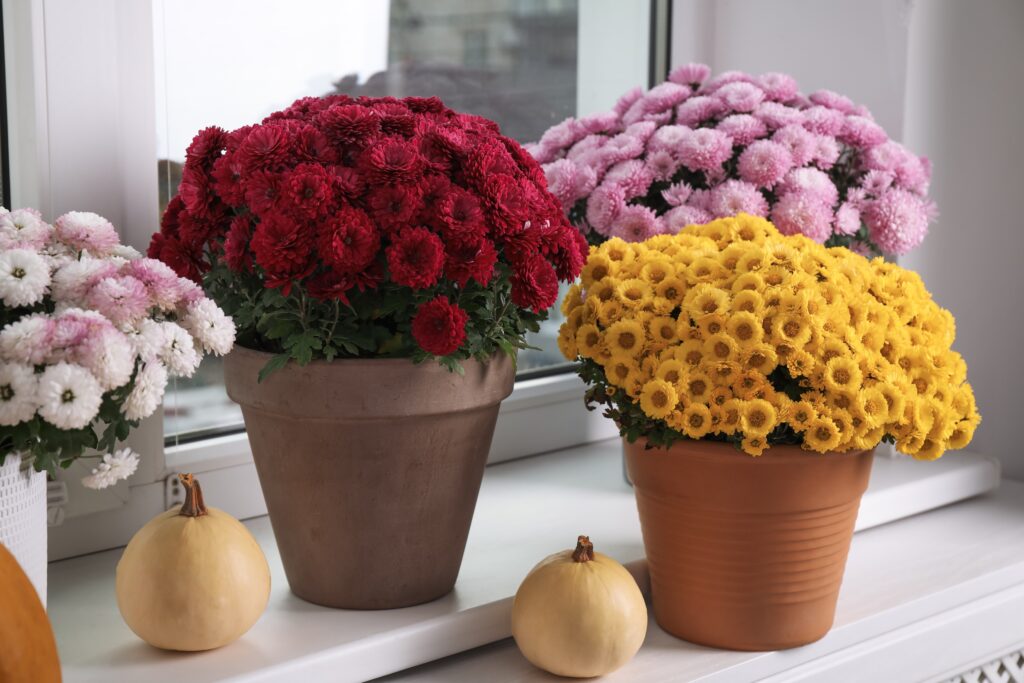 Flor de crisantemo: su significado y cómo cuidarla | Interflora