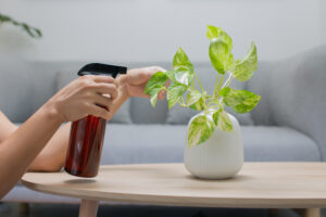 Plantas para oficinas