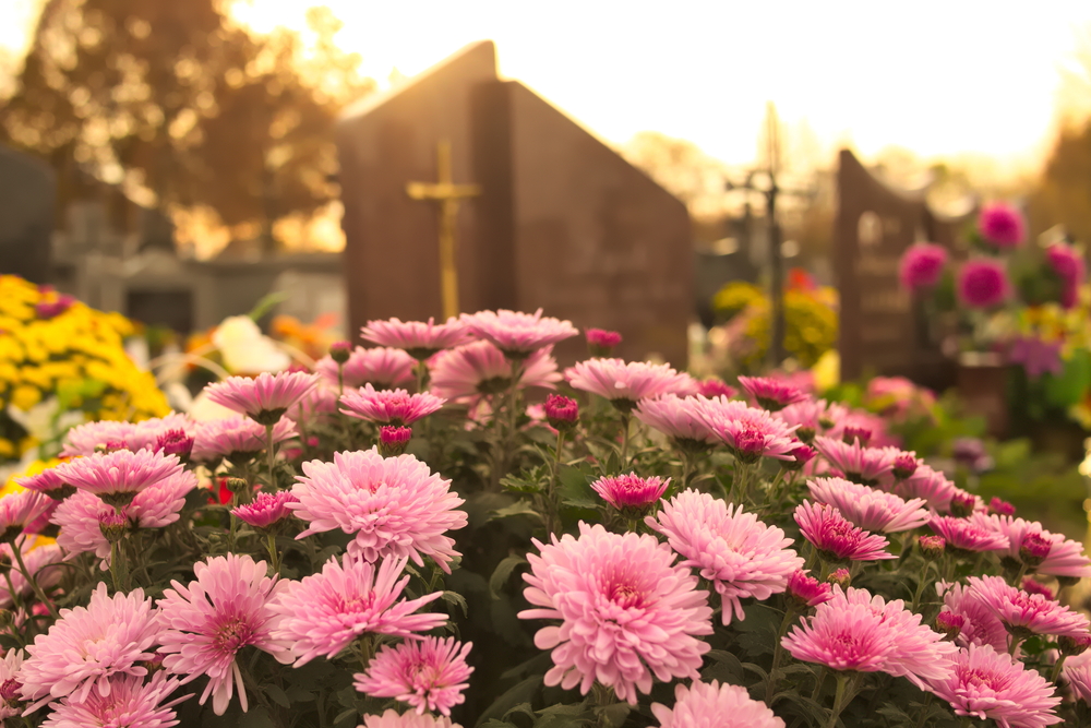 Chrysanthemum Morifolium cementerio