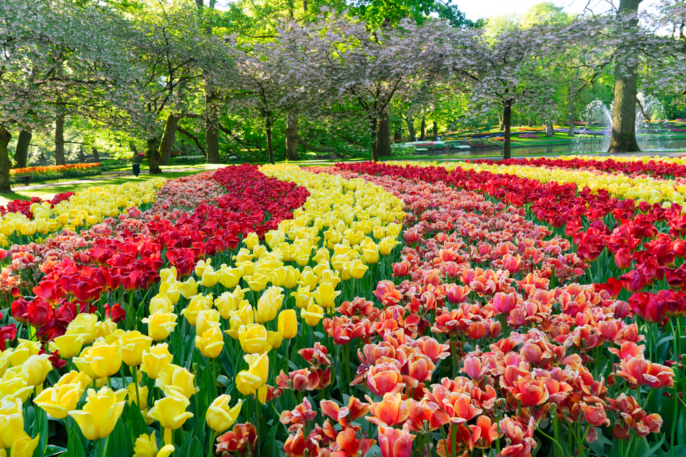 Jardín lleno de flores