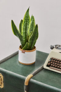 Sanseveria