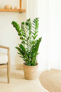 Zamioculca
