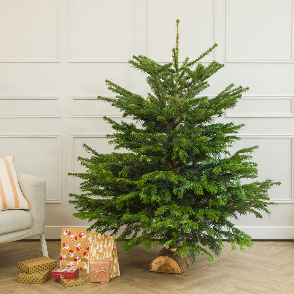 Elegir y cuidar un árbol de Navidad