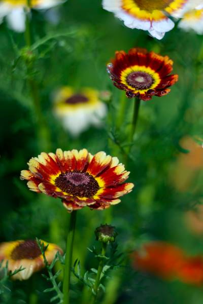 Chrysanthemum carinatum