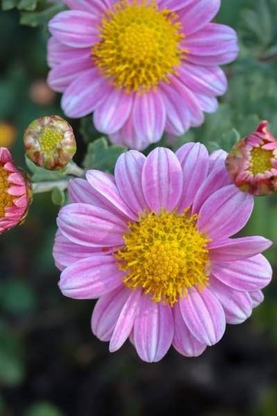 Chrysanthemum japonense