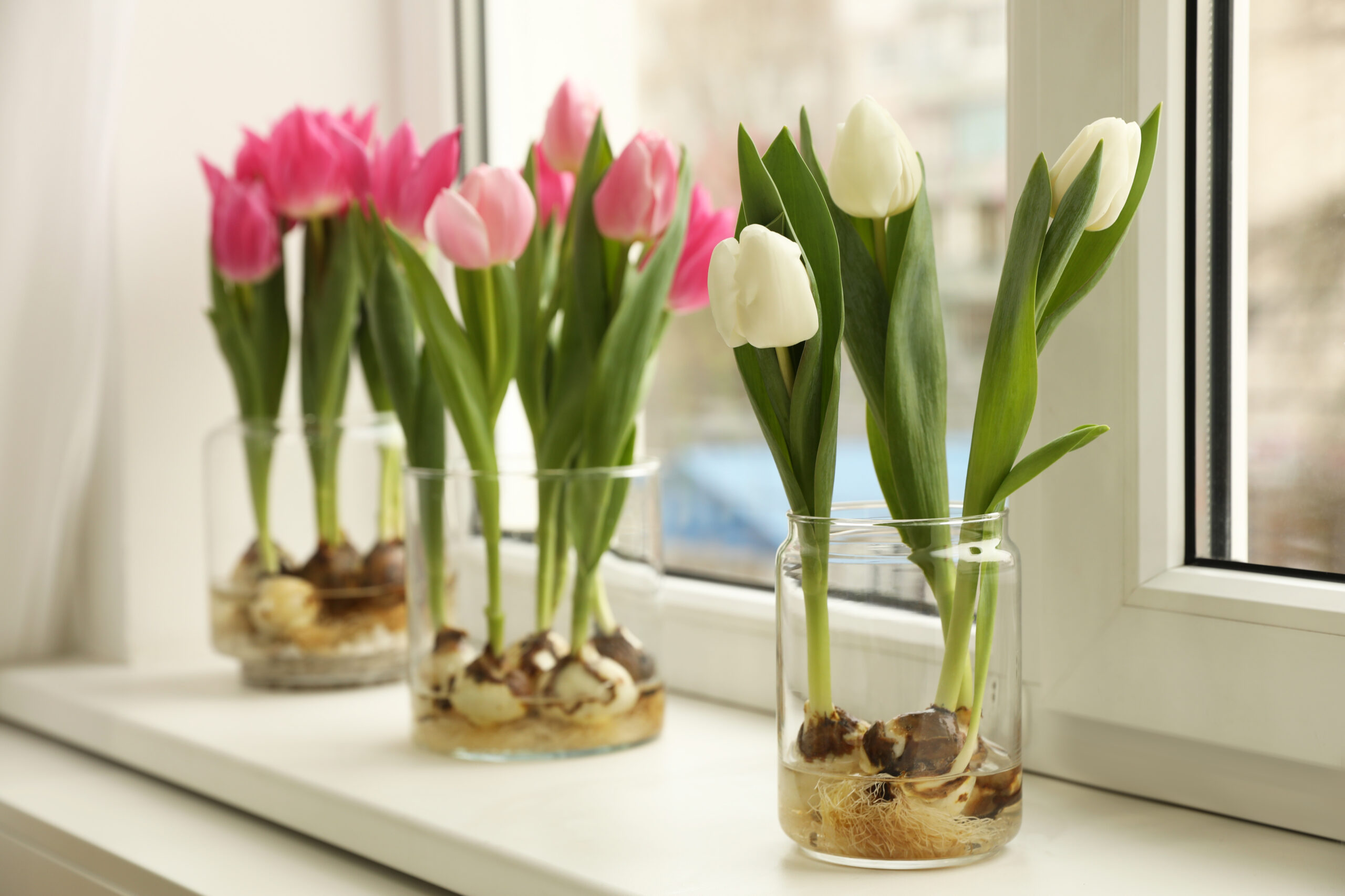 bulbos de tulipanes