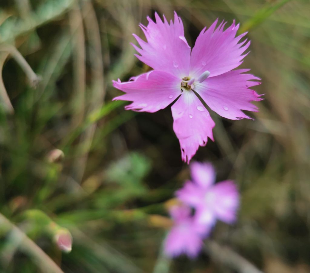 dianthus-hyssopifolius