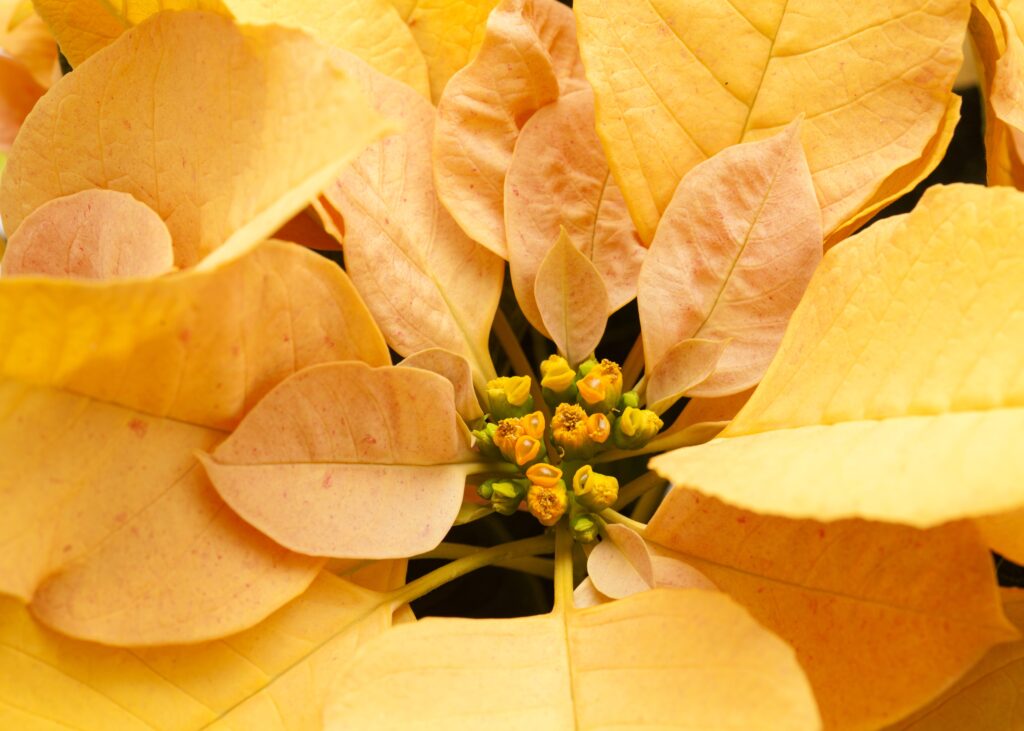 Flor de Pascua amarilla