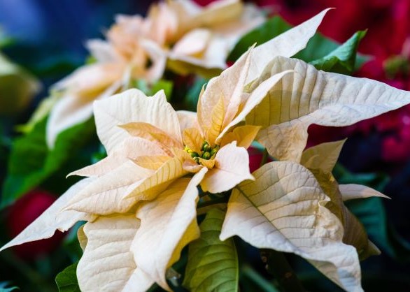 Flor de Pascua marfil