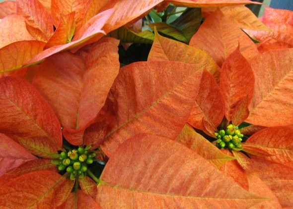 Flor de Pascua Naranja