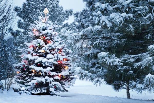 Cómo cuidarlo, cuánto tiempo dura, dónde colocarlo Todo lo que deberías  saber si te estás planteando comprar un árbol de Navidad natural para  decorar tu hogar