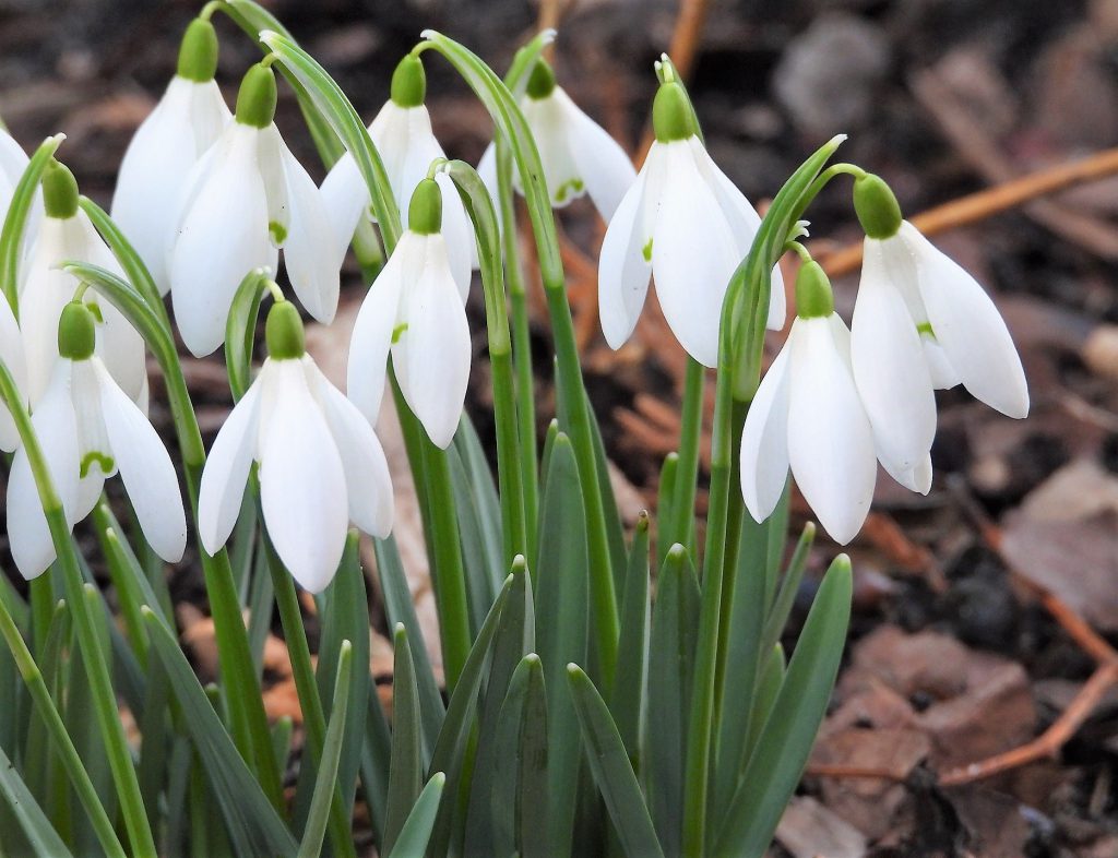 campanilla