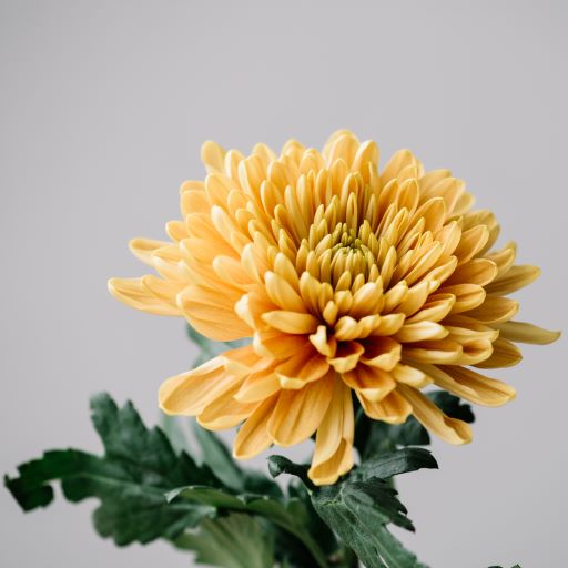 Chrysanthemum morifolium