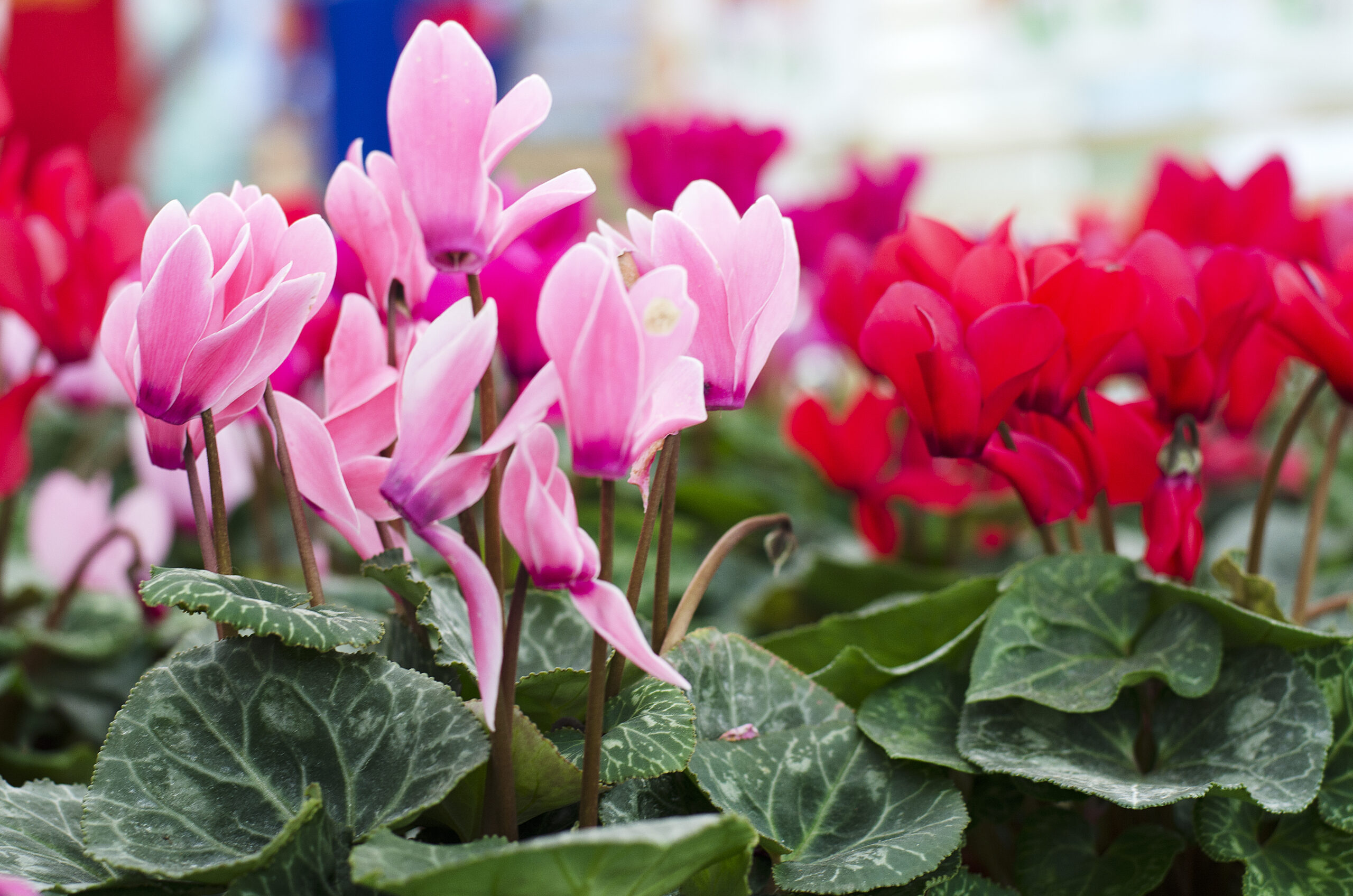 La flor del ciclamen: cuidados y características | Interflora