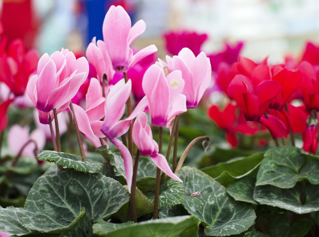 La flor del ciclamen: cuidados y características | Interflora