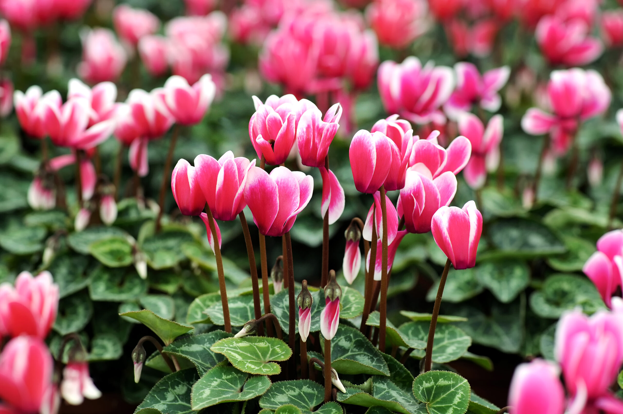 El Cyclamen Persicum Caracter sticas Y Cuidados De Una Flor Invernal El Cyclamen Persicum Caracter sticas Y Cuidados De Una Flor Invernal
