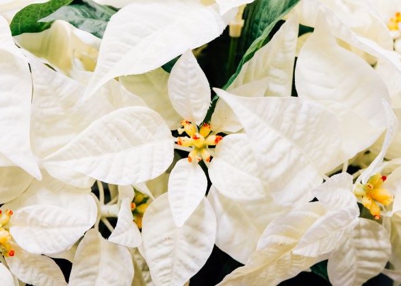 Flor de Pascua blanca
